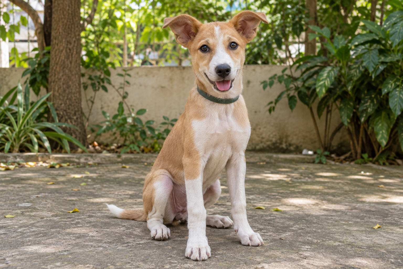 Friendly Indie puppy looking for a caring home